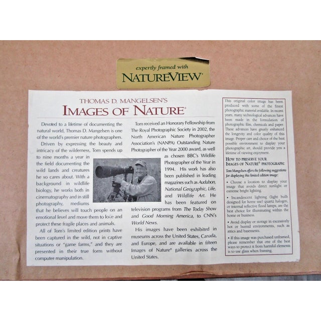 1980s Signed Thomas Mangelsen Puffin Pair Limited Edition 758/950 Matted and Framed For Sale - Image 9 of 10