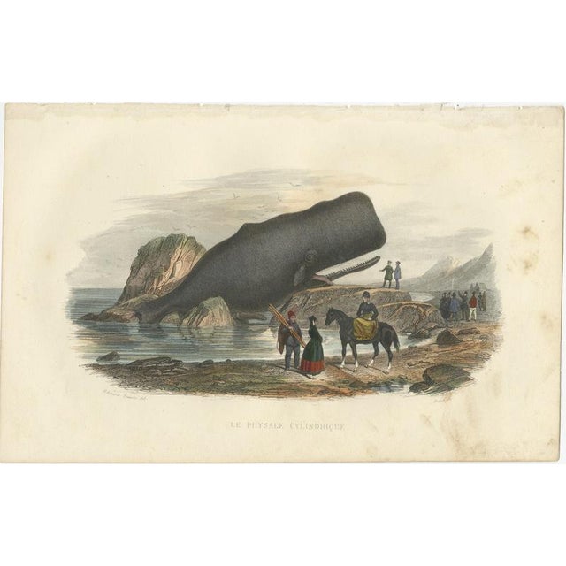 After Édouard Traviès, The Cylindrical Physale (Sperm Whale), 1840, Hand-Colored Engraving For Sale - Image 3 of 10