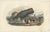 After Édouard Traviès, The Cylindrical Physale (Sperm Whale), 1840, Hand-Colored Engraving For Sale - Image 3 of 10