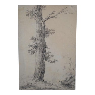 French School of the 20th Century. Pencil Drawing “the Beautiful Tree” For Sale