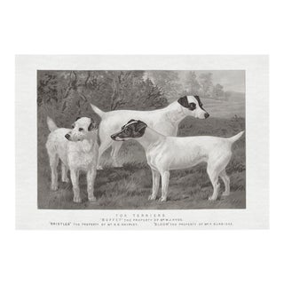 Cassell Dogs; Fox Terrier, Unframed Artwork For Sale