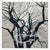 The Reluctant Witness is a contemporary limited edition print from my Of a [Familiar] Nature series, created in 2025....