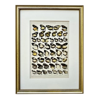 Antique Original Color Lithograph of American Butterflies by Seitz 1911 For Sale