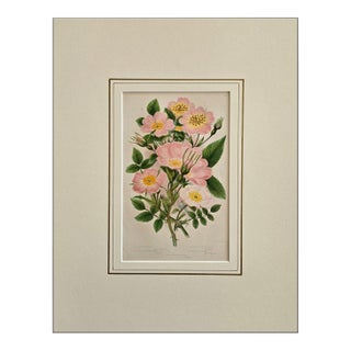 1870s, Rose Print by Anne Pratt, Original Antique Botanical Print, Lithograph, Matted, England For Sale