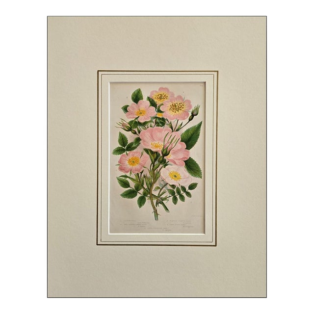1870s, Rose Print by Anne Pratt, Original Antique Botanical Print, Lithograph, Matted, England For Sale