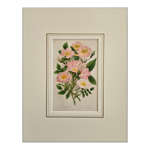 1870s, Rose Print by Anne Pratt, Original Antique Botanical Print, Lithograph, Matted, England