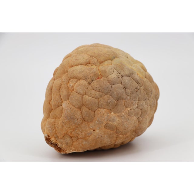 Cerebroid Silex, Middle Jurassic, Iberian Peninsula For Sale - Image 4 of 16