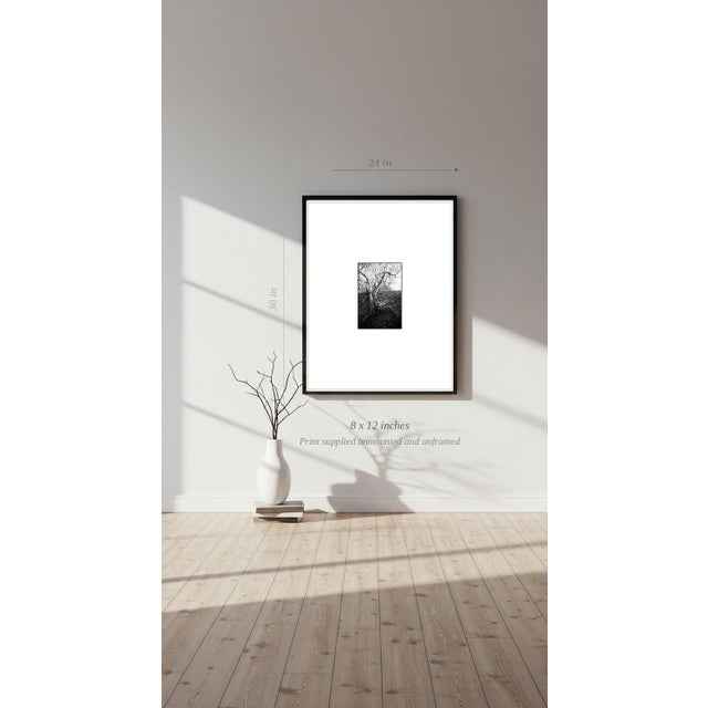 Paul Cooklin, Tree Branches, Edition of 50 For Sale - Image 6 of 7