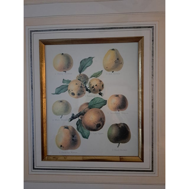 2000 - 2009 Bountiful Fruit - 4 Prints Mounted and Framed For Sale - Image 5 of 12