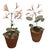This charming pair of vintage artisan botanical studies features delicately handcrafted crepe paper flowers, expertly...