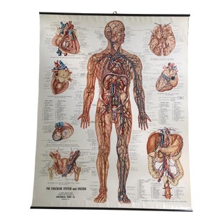 Vintage Mid-Century Anatomical Chart - Vascular System and Viscera For Sale