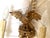 Wood Early 20th C. Hand Carved Continental Parcel Gilt Eagle Motif Wall Sconces - A Pair For Sale - Image 7 of 11