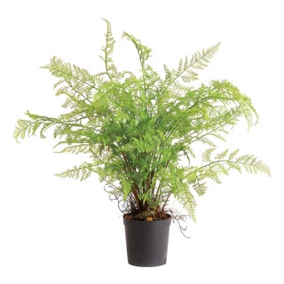 Soft Fern Drop-In 36" For Sale