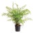 Soft Fern Drop-In 36" For Sale