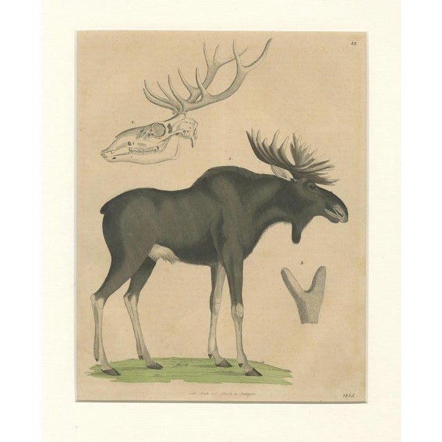C. Schach, Moose / Eurasian Elk & Antler Anatomy, 1845, Lithograph For Sale - Image 3 of 9
