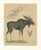 C. Schach, Moose / Eurasian Elk & Antler Anatomy, 1845, Lithograph For Sale - Image 3 of 9