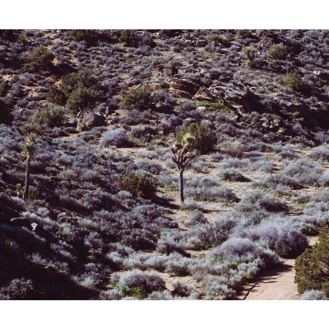 Not Yet Made - Made To Order Joshua Tree Photograph No. 11 For Sale - Image 5 of 5