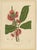 Hoola van Nooten, Wax Apple Blossom Botanical, 1880, Chromolithograph For Sale - Image 9 of 9