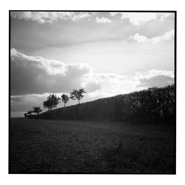 Paul Cooklin, Hedgerow, Edition of 50 For Sale