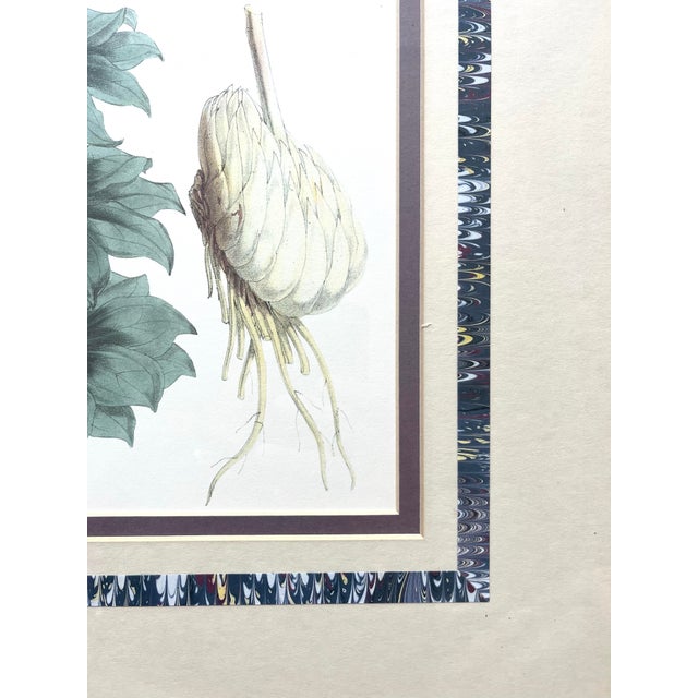 1980s Walter Hood Fitch Lilium Washingtonianum, Washington Lily Large Framed Print For Sale - Image 4 of 8