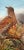 C.B. Hjortdal, Couple d'Oiseaux sur une Branche Fruitée, Oil on Wood, Framed For Sale - Image 5 of 11