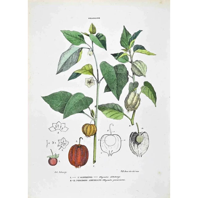 Lithograph hand watercolored. Plate from "Atlante di Botanica popolare ossia Illustrazione di Piante Notevoli di ogni...