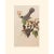 Slate Gray 1966 Vintage Farmhouse Cottage Print "Catbird" After John James Audubon For Sale - Image 8 of 8