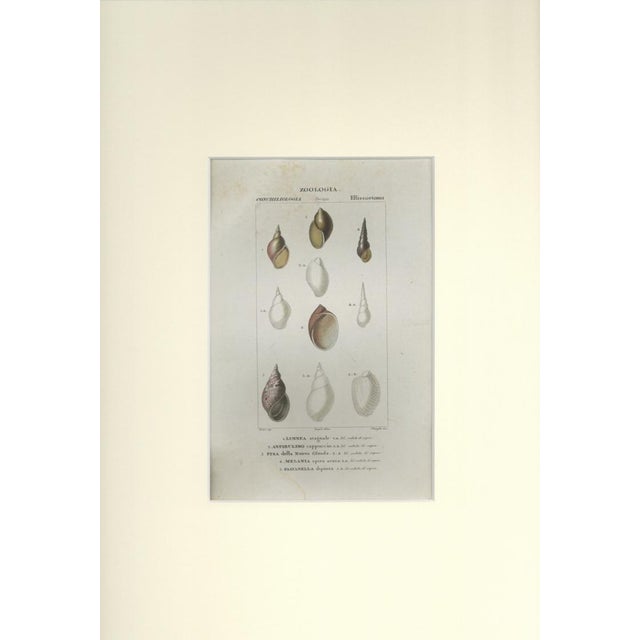 This is one of the illustrations of "Dizionario di scienze naturali" (Natural sciences dictionary) edited by Battelli nel...