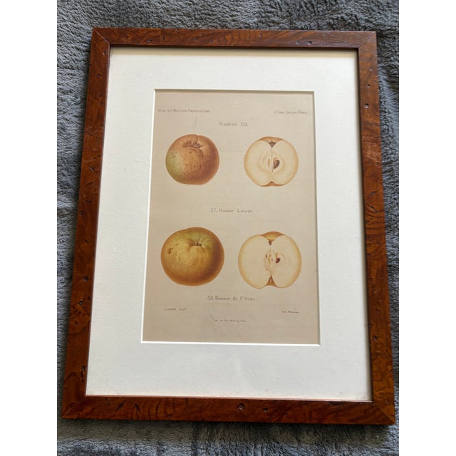 Champagne Series of 4 19th C Hand Colored Engravings of Apples For Sale - Image 8 of 17