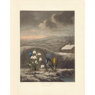 2000s Thornton Pl. 3, the Snowdrop Kew Gardens Oppenheimer Editions Print For Sale