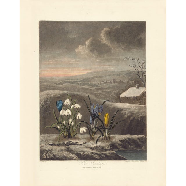 2000s Thornton Pl. 3, the Snowdrop Kew Gardens Oppenheimer Editions Print For Sale