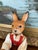 Brown Vintage Hand-Carved Wooden Rabbit Doll With Articulated Limbs and Handmade Clothing. For Sale - Image 8 of 10