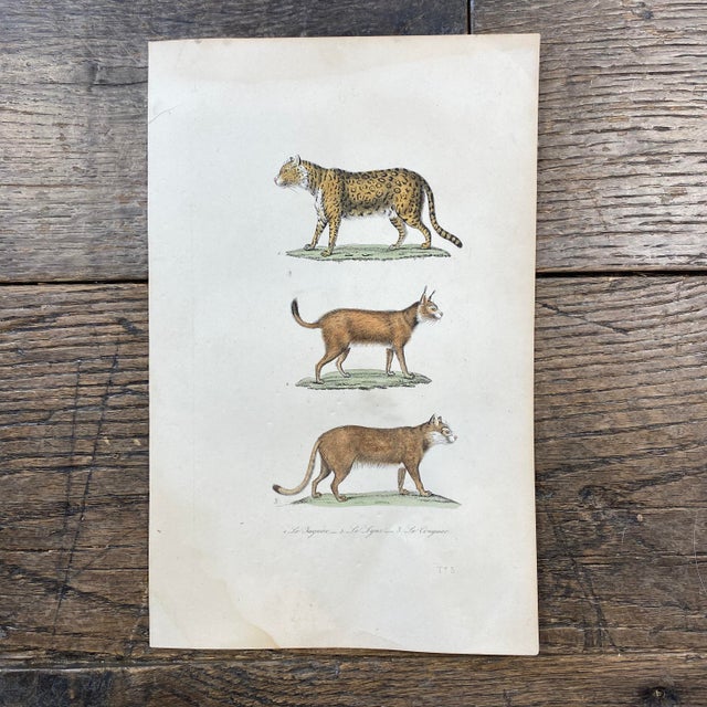 Super high quality in this lovely historical French 18th Century le jaguar "the jaguar" engraving! Bought in France near...