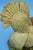 20th Century Stoneware Turkeys Figurine by Guido Cacciapuoti, Italy For Sale - Image 18 of 18
