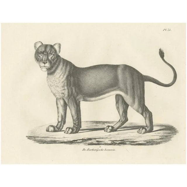 C.C. G. Zool., Barbary Lioness in a Powerful Standing Pose, 1836, Lithograph For Sale - Image 11 of 11