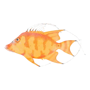 Large Hogfish Sculpture by Todd Warner