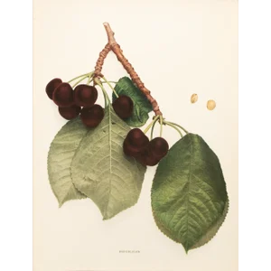 1900s U. P. Hedrick, Original Antique Photogravure of Republican Cherries