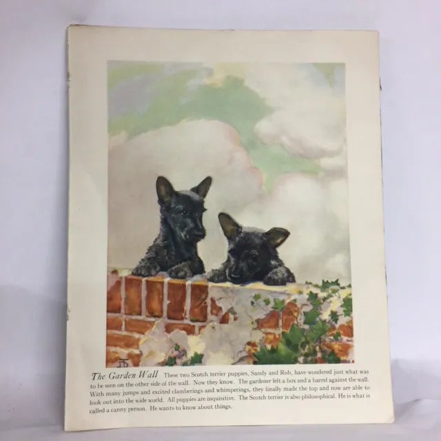 Vintage Scotch Terrier Puppies Print For Sale In New York - Image 6 of 6