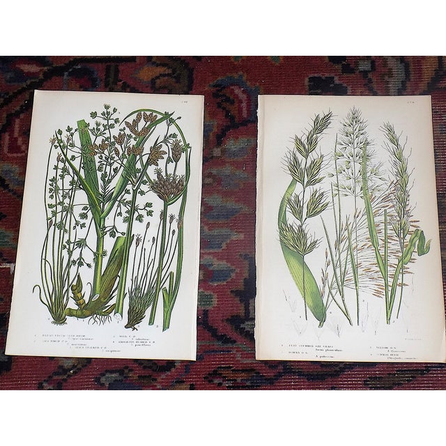 Antique 19th Century Botanical Lithographs - Set of 12 For Sale - Image 4 of 10