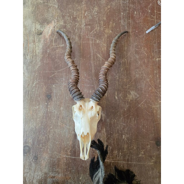 Rustic Blackbuck Skull For Sale - Image 4 of 11