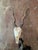 Rustic Blackbuck Skull For Sale - Image 4 of 11
