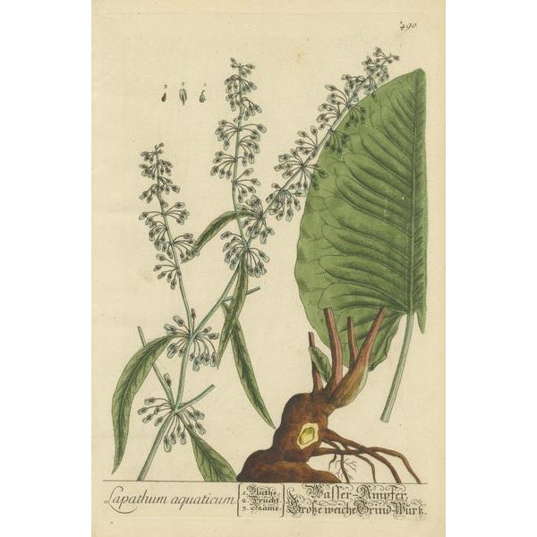 Blackwell, Botanical Illustration of Rumex Aquaticus, Print For Sale - Image 3 of 6