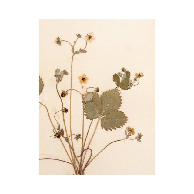 Vintage Swedish Herbarium - Strawberry, Circa 1933 For Sale - Image 4 of 7