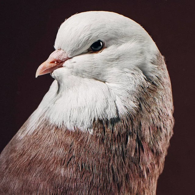 Contemporary Contemporary Limited Edition Baldhead Roller Pigeon Print by Brendan Burden (40x50") For Sale - Image 3 of 4