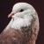 Contemporary Contemporary Limited Edition Baldhead Roller Pigeon Print by Brendan Burden (40x50") For Sale - Image 3 of 4