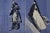 Blue 1948 Set of 2- Fashion Prints by Gruau For Sale - Image 8 of 8