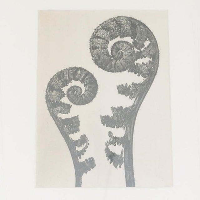 Karl Blossfeldt, Black and White Botanical Image, 1942, Photogravure, Framed For Sale - Image 6 of 13