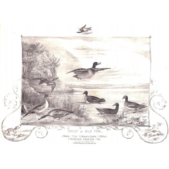 White "The Book of Field Sports and Library of Veterinary Knowledge: Volumes I & Ii" 1870 Miles, Henry Downes [Edited By] For Sale - Image 8 of 18