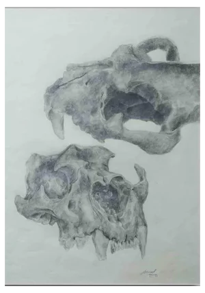 Michael Burgess, Anatomical Study, 1977, Drawing