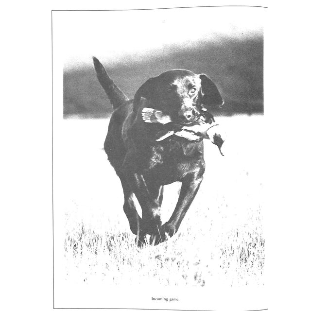 Paper "The Working Retrievers" Book 1983 Quinn, Tom For Sale - Image 7 of 12